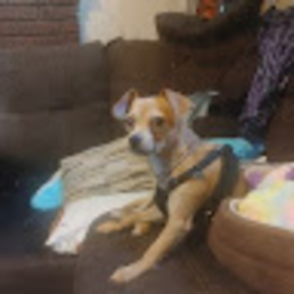 Meet your Posher, Bink - Picture 1 of 1